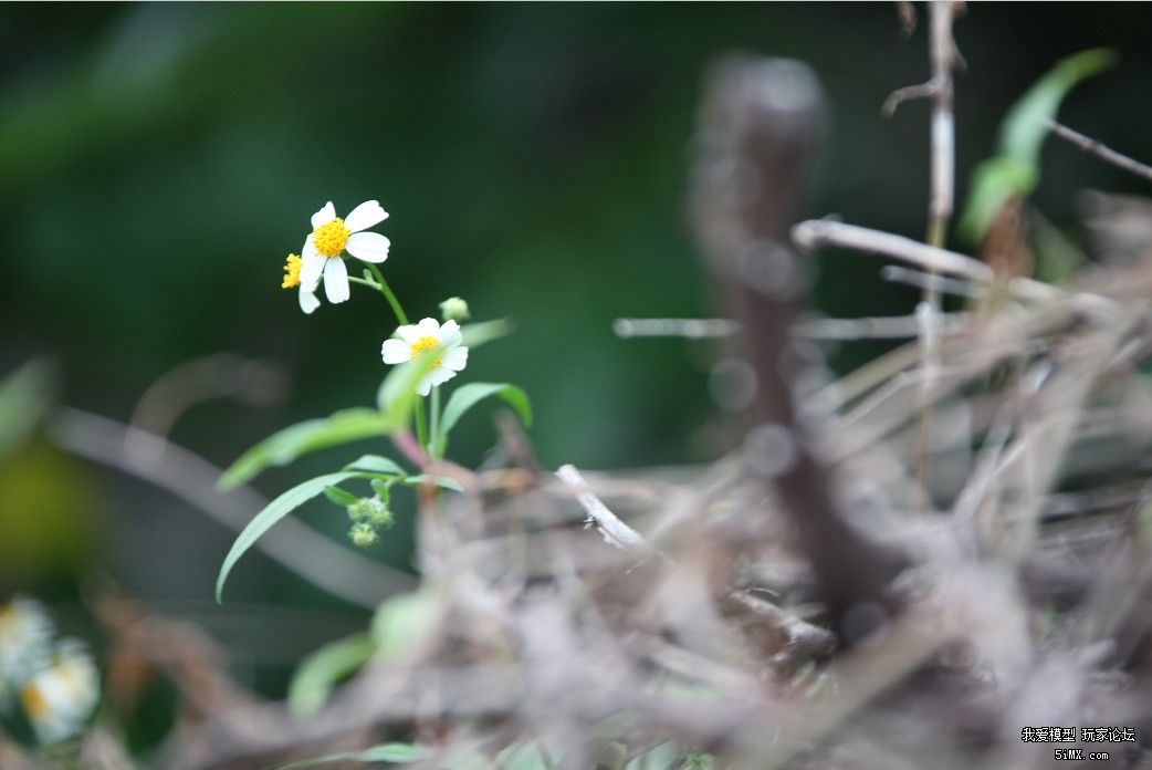 小花。。巨眼。。卡帕奇。。。。。 14年卡帕奇,12年卡帕奇,她的巨眼,卡帕奇亚 作者:飞行者 3211 