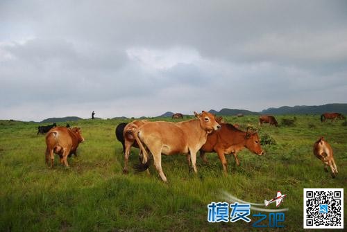 云贵高原深处飞场 云贵高原,花的世界,迄今为止,平方公里,姹紫嫣红 作者:老水牛 4546 