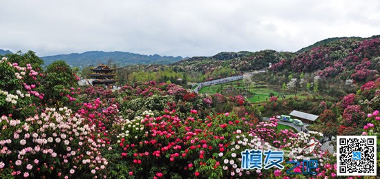 云贵高原深处飞场 云贵高原,花的世界,迄今为止,平方公里,姹紫嫣红 作者:老水牛 4506 