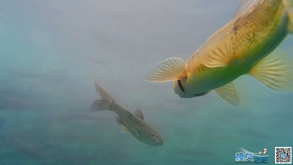 西藏巴松措防水四轴载2D云台下水拍魚 在线观看,高清视频,西藏,土豆,防水 作者:ho千年胡杨 1889 