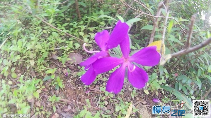 美丽夏天，勇士带你去看花 带勇士的电影 作者:雄迈商城 7021 