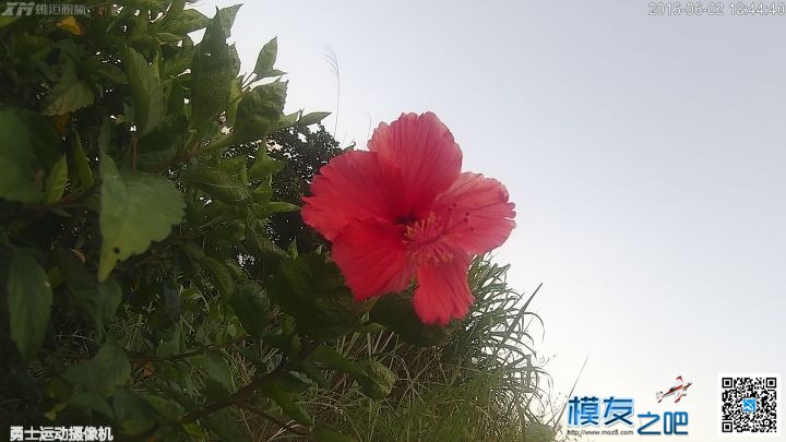 美丽夏天，勇士带你去看花 带勇士的电影 作者:雄迈商城 2804 