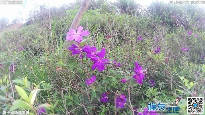 美丽夏天，勇士带你去看花 带勇士的电影 作者:雄迈商城 1544 