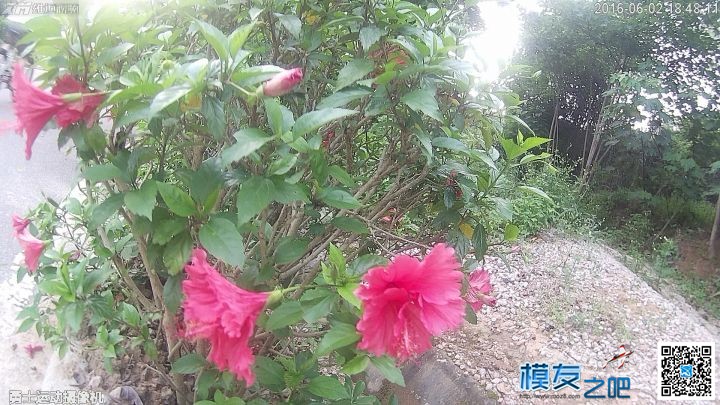 美丽夏天，勇士带你去看花 带勇士的电影 作者:雄迈商城 1078 