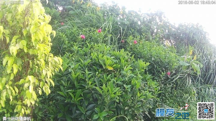 美丽夏天，勇士带你去看花 带勇士的电影 作者:雄迈商城 2373 