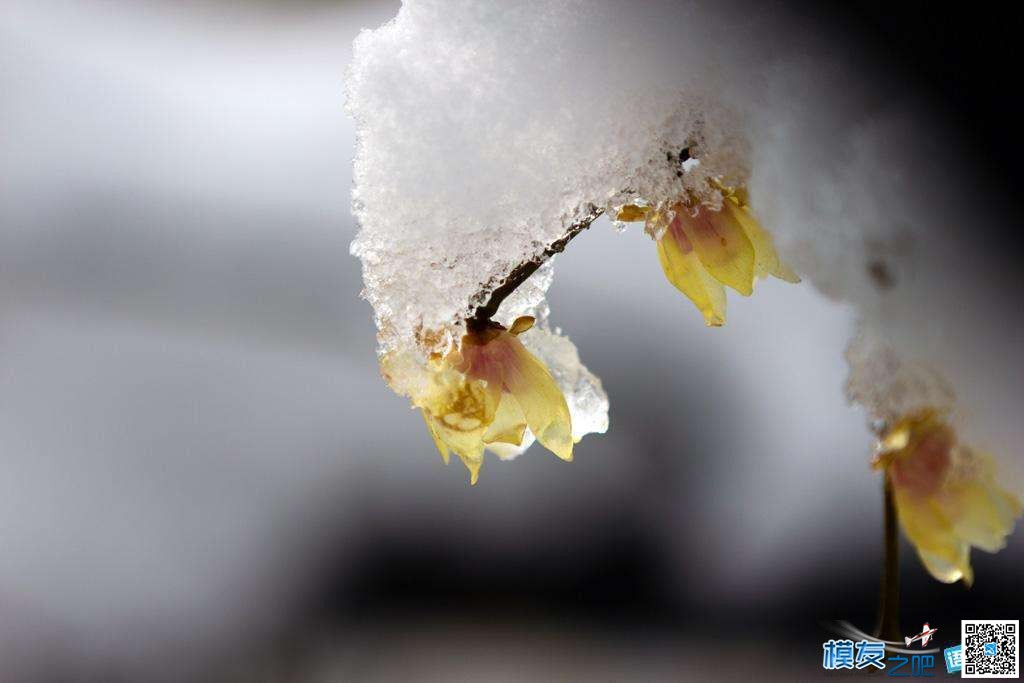 东北虎拍落无人机。电视台航拍东北虎，老虎胡子摸不得！ 无人机,电池,航拍,2017年2月,黑龙江电视台 作者:@芋头 3072 