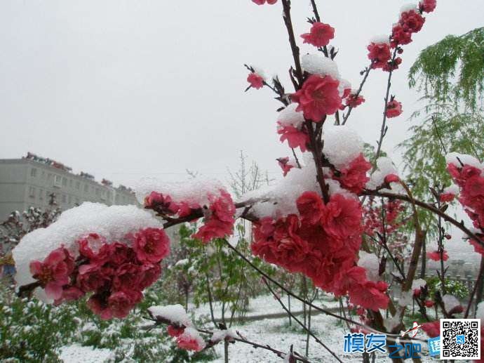 东北虎拍落无人机。电视台航拍东北虎，老虎胡子摸不得！ 无人机,电池,航拍,2017年2月,黑龙江电视台 作者:@芋头 1814 