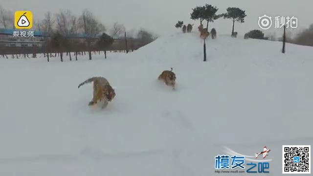 东北虎拍落无人机。电视台航拍东北虎，老虎胡子摸不得！ 无人机,电池,航拍,2017年2月,黑龙江电视台 作者:@芋头 6996 