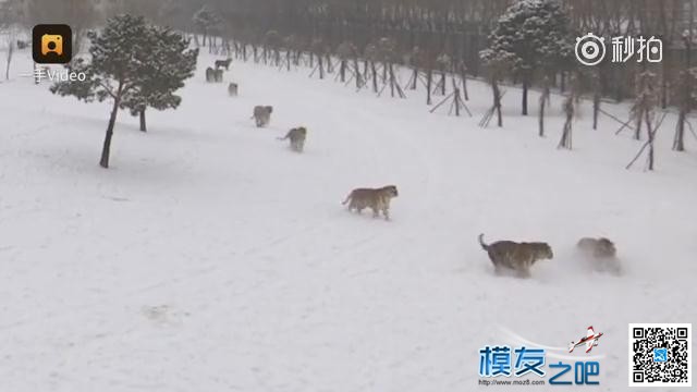 东北虎拍落无人机。电视台航拍东北虎，老虎胡子摸不得！ 无人机,电池,航拍,2017年2月,黑龙江电视台 作者:@芋头 1712 